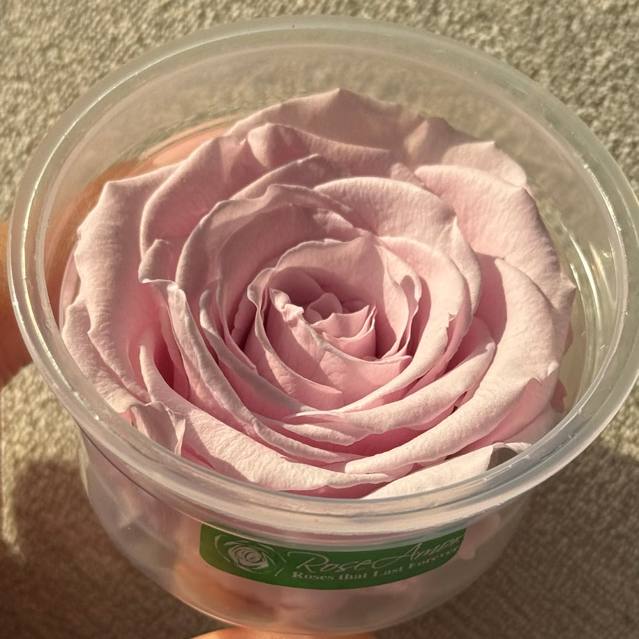 Toz Pembe Ekvator Gülü