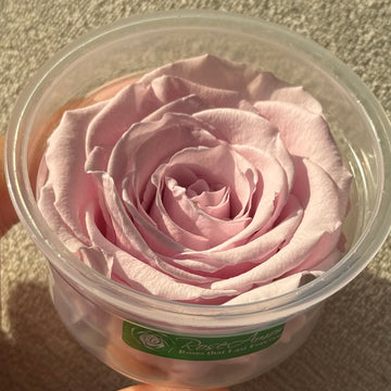 Toz Pembe Ekvator Gülü