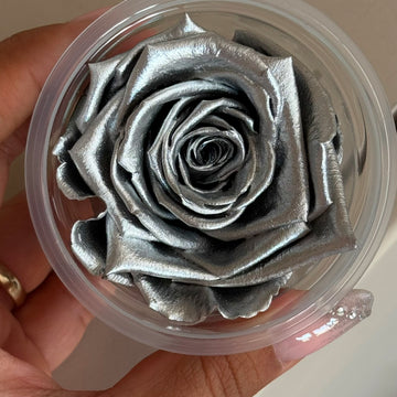 Metalik Silver Ekvator Gülü