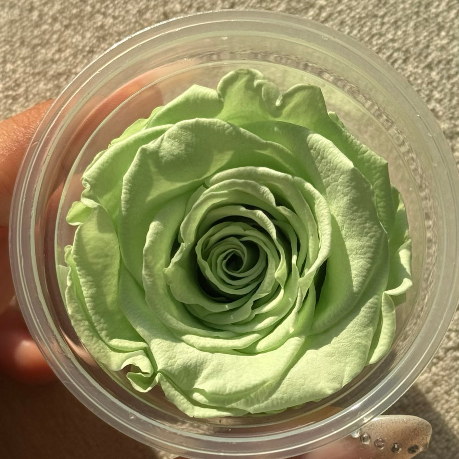 Soft Yeşil Ekvator Gülü