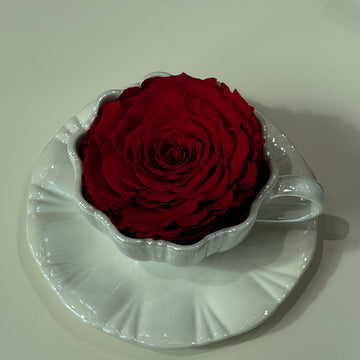 Kırmızı Ekvator Gülü XXL