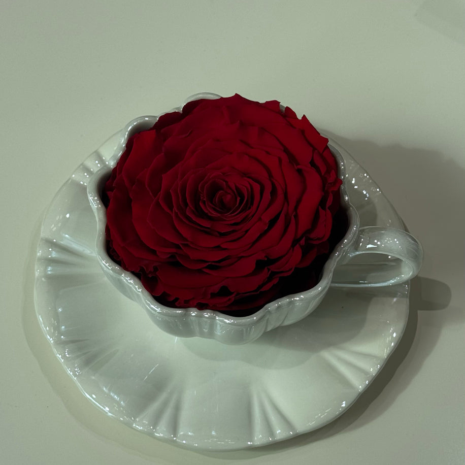 Kırmızı Ekvator Gülü XXL